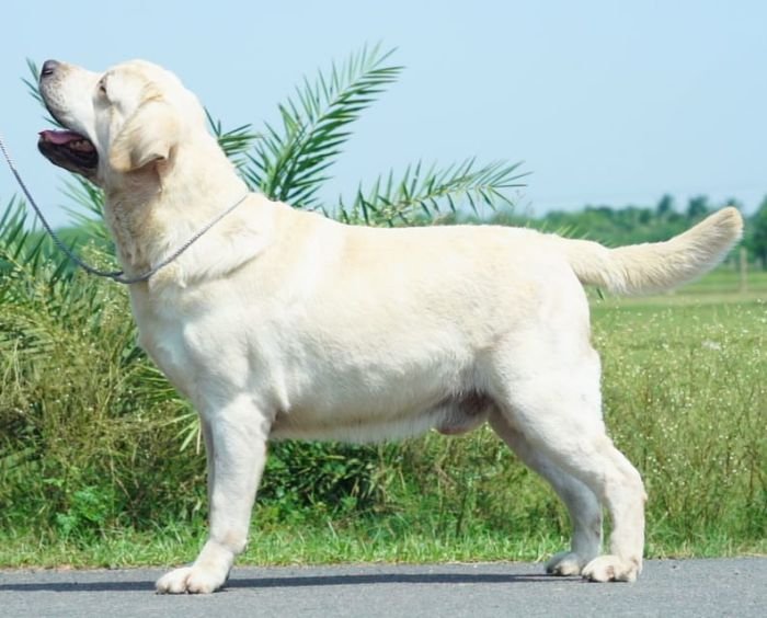 DogsIndia.com  Labrador Retriever  Nishmaar's Kennel