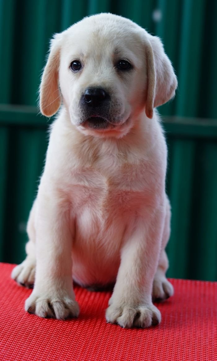 DogsIndia.com  Labrador Retriever  Nishmaar's Kennel