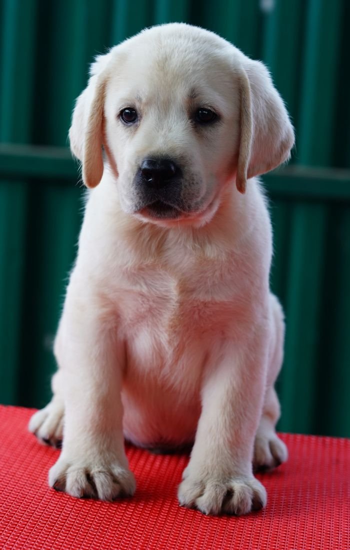DogsIndia.com  Labrador Retriever  Nishmaar's Kennel