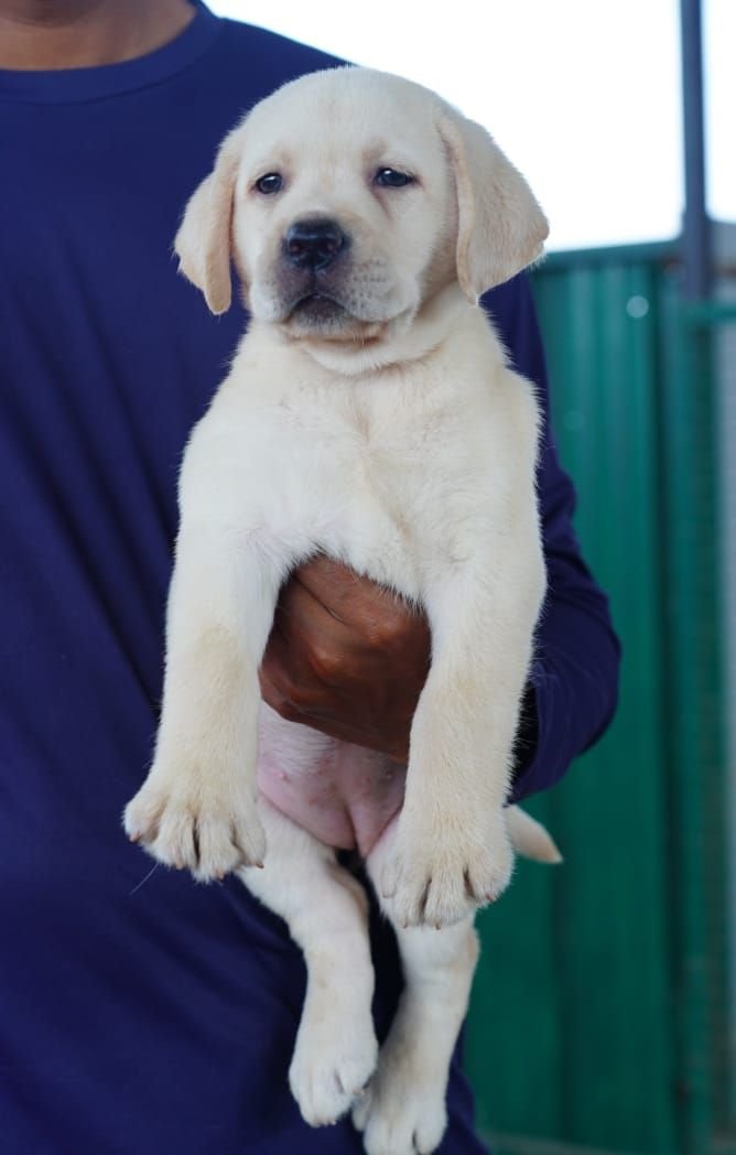 DogsIndia.com  Labrador Retriever  Nishmaar's Kennel