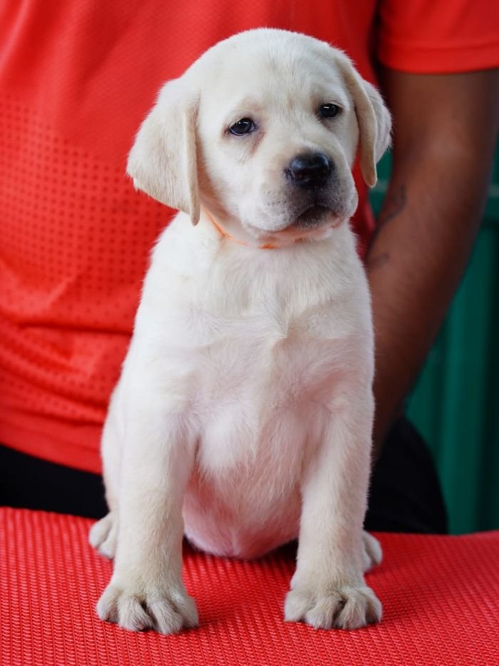 DogsIndia.com  Labrador Retriever  Nishmaar's Kennel