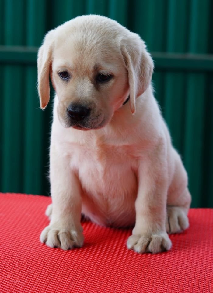 DogsIndia.com  Labrador Retriever  Nishmaar's Kennel