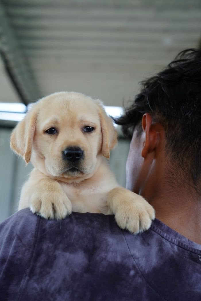 DogsIndia.com  Labrador Retriever  Nishmaar's Kennel