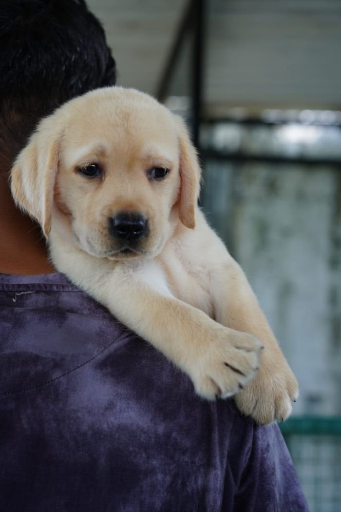 DogsIndia.com  Labrador Retriever  Nishmaar's Kennel