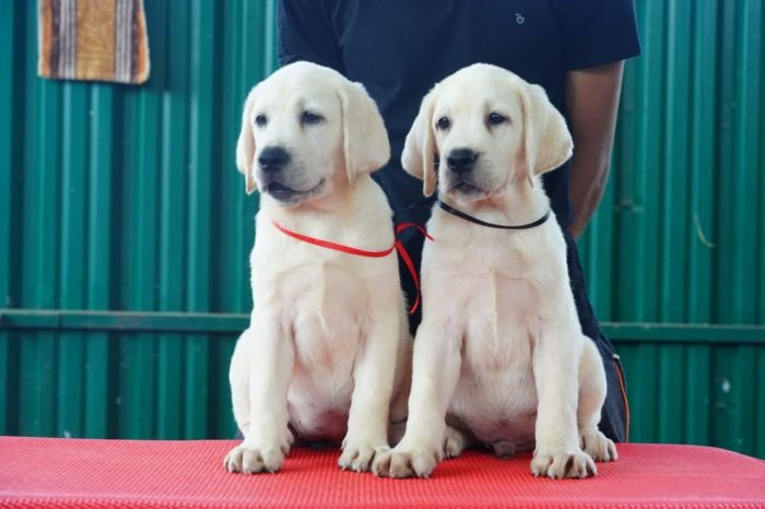 DogsIndia.com  Labrador Retriever  Nishmaar's Kennel