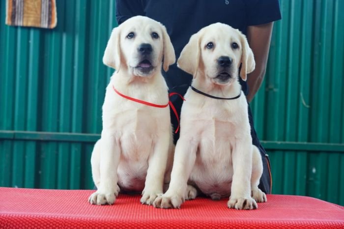 DogsIndia.com  Labrador Retriever  Nishmaar's Kennel