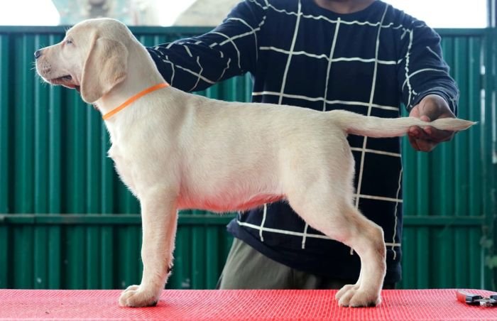 DogsIndia.com  Labrador Retriever  Nishmaar's Kennel
