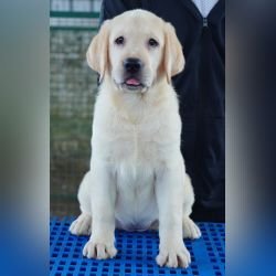 DogsIndia.com  Labrador Retriever  Nishmaar's Kennel