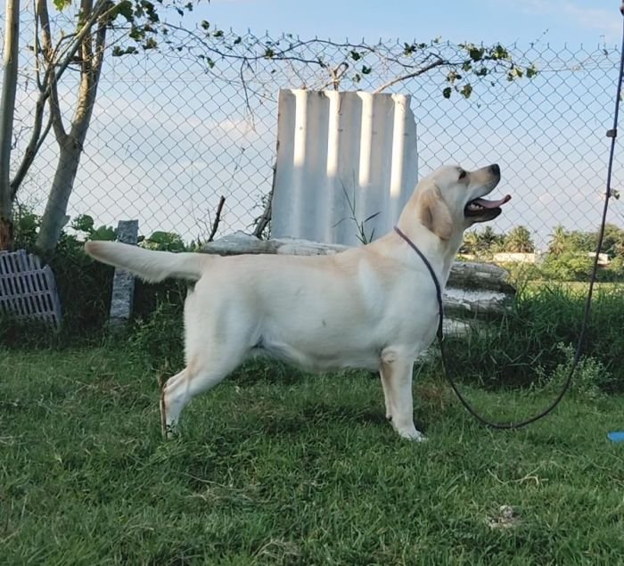 DogsIndia.com  Labrador Retriever  Nishmaar's Kennel