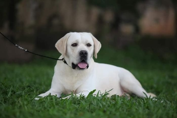 DogsIndia.com  Labrador Retriever  Nishmaar's Kennel