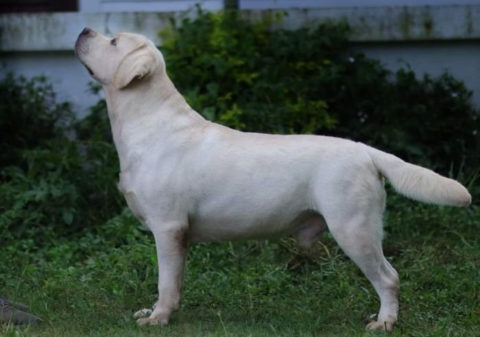 DogsIndia.com  Labrador Retriever  Nishmaar's Kennel