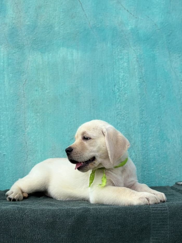 DogsIndia.com  Labrador Retriever  Nishmaar's Kennel