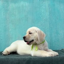 DogsIndia.com  Labrador Retriever  Nishmaar's Kennel