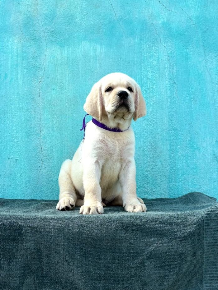 DogsIndia.com  Labrador Retriever  Nishmaar's Kennel