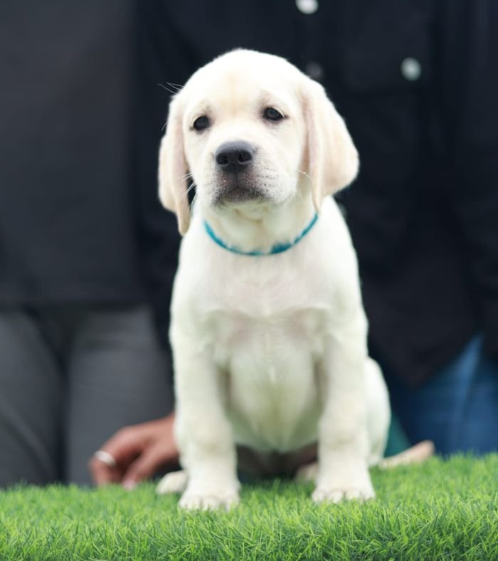 DogsIndia.com  Labrador Retriever  Nishmaar's Kennel