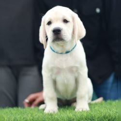 DogsIndia.com  Labrador Retriever  Nishmaar's Kennel