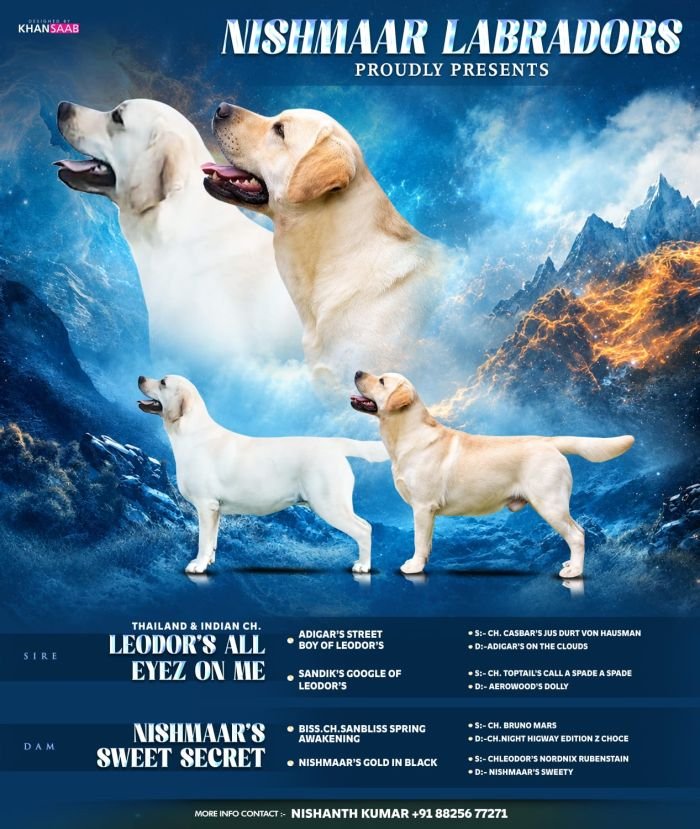 DogsIndia.com  Labrador Retriever  Nishmaar's Kennel