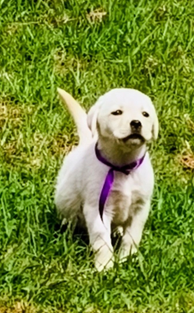 DogsIndia.com  Labrador Retriever  Nishmaar's Kennel