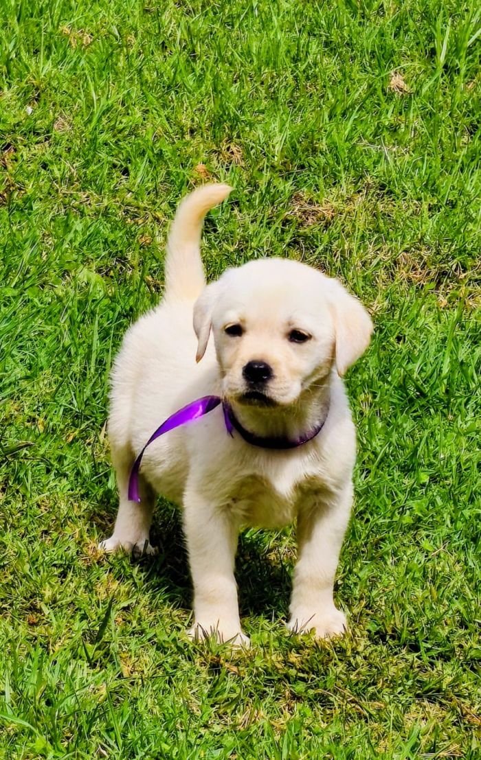 DogsIndia.com  Labrador Retriever  Nishmaar's Kennel