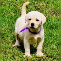 DogsIndia.com Labrador Retriever Nishmaar's Kennel
