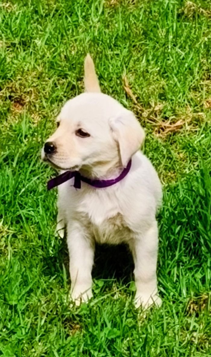 DogsIndia.com  Labrador Retriever  Nishmaar's Kennel