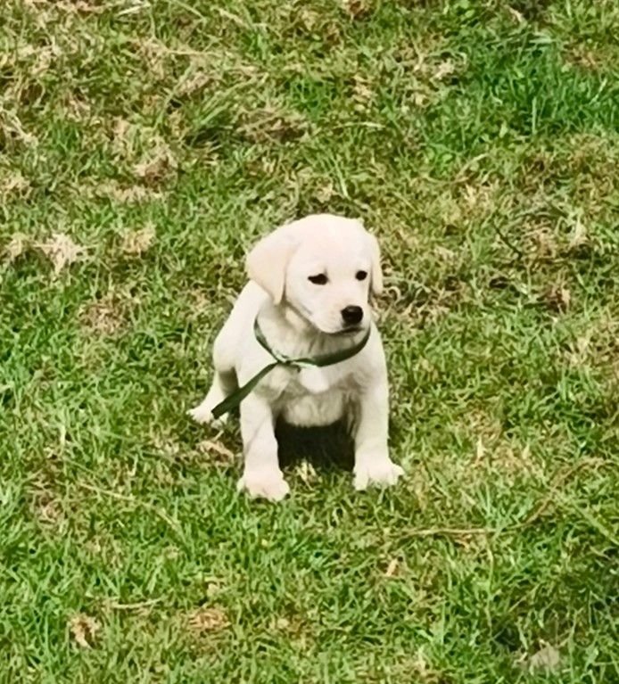 DogsIndia.com  Labrador Retriever  Nishmaar's Kennel