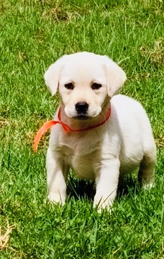 DogsIndia.com  Labrador Retriever  Nishmaar's Kennel