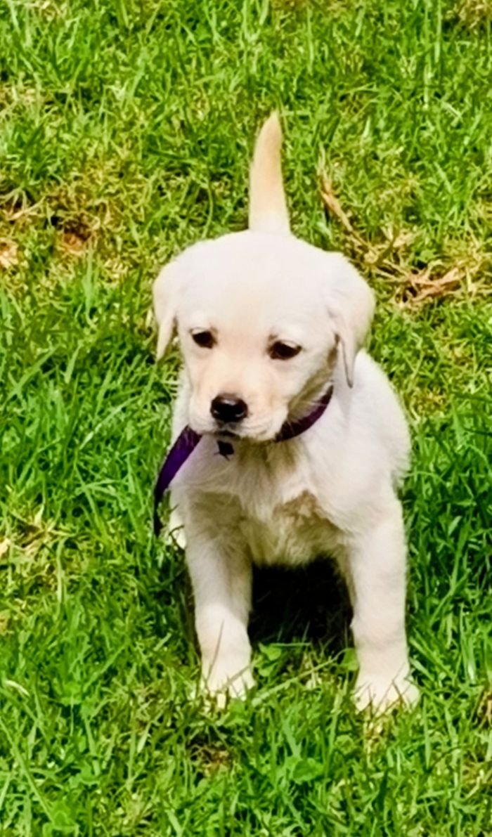 DogsIndia.com  Labrador Retriever  Nishmaar's Kennel