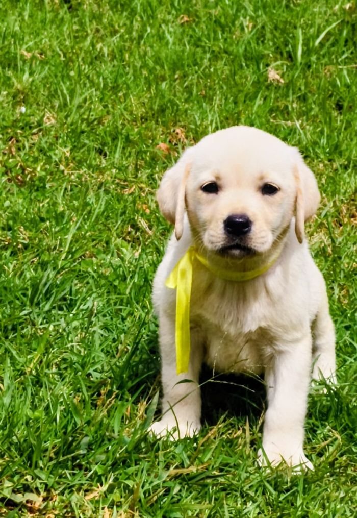 DogsIndia.com  Labrador Retriever  Nishmaar's Kennel