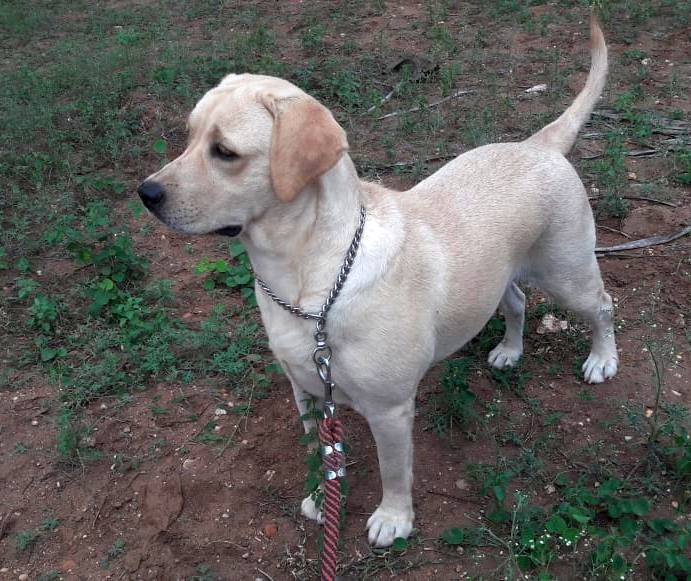 DogsIndia.com - Labrador Retriever - Prasanna (Coimbatore)