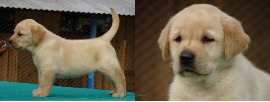 DogsIndia.com - Labrador Retriever - Prasanna (Coimbatore)