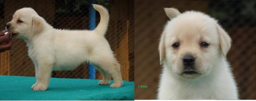 DogsIndia.com - Labrador Retriever - Prasanna (Coimbatore)