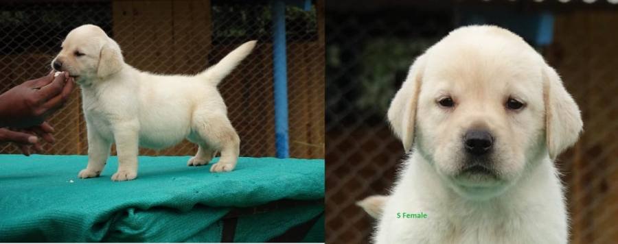 DogsIndia.com - Labrador Retriever - Prasanna (Coimbatore)