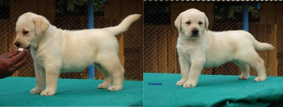 DogsIndia.com - Labrador Retriever - Prasanna (Coimbatore)