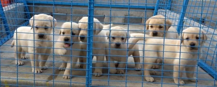 DogsIndia.com - Labrador Retriever - Prasanna (Coimbatore)