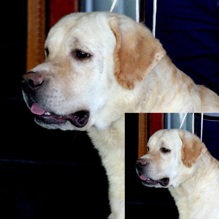 DogsIndia.com - Labrador Retriever - Prasanna (Coimbatore)