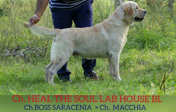 DogsIndia.com - Labrador Retriever - Prasanna (Coimbatore)