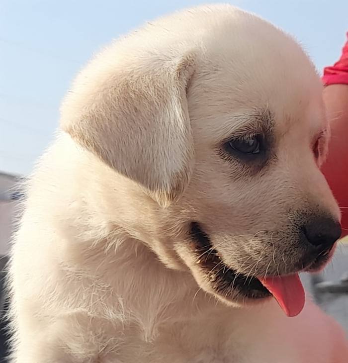 DogsIndia.com - Labrador Retriever - Harjaha's Kennel - Raghuveer