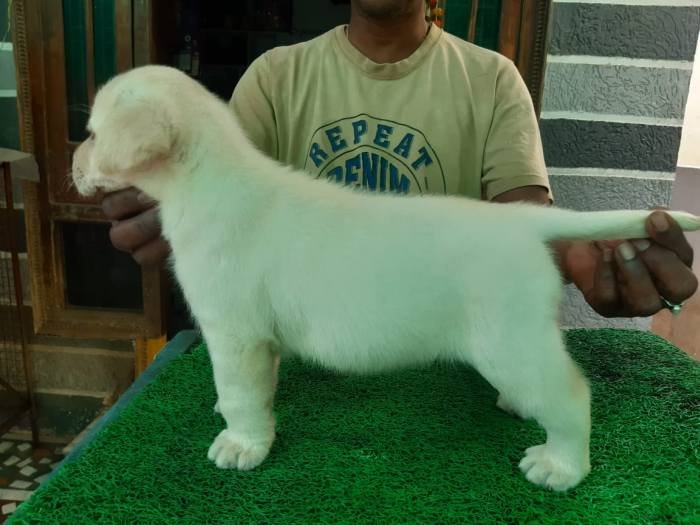 DogsIndia.com - Labrador Retriever - Harjaha's Kennel - Raghuveer