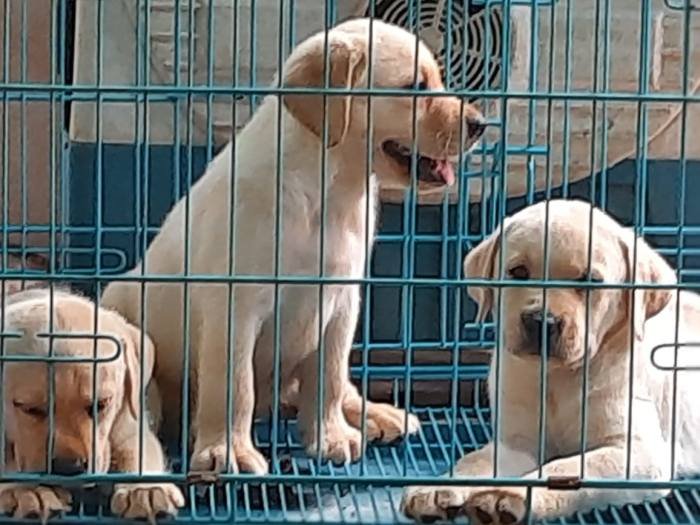 DogsIndia.com - Labrador Retriever - Harjaha's Kennel - Raghuveer