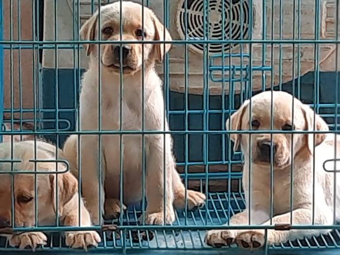 DogsIndia.com - Labrador Retriever - Harjaha's Kennel - Raghuveer