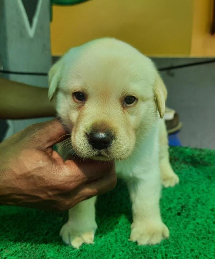 DogsIndia.com - Labrador Retriever - Harjaha's Kennel - Raghuveer
