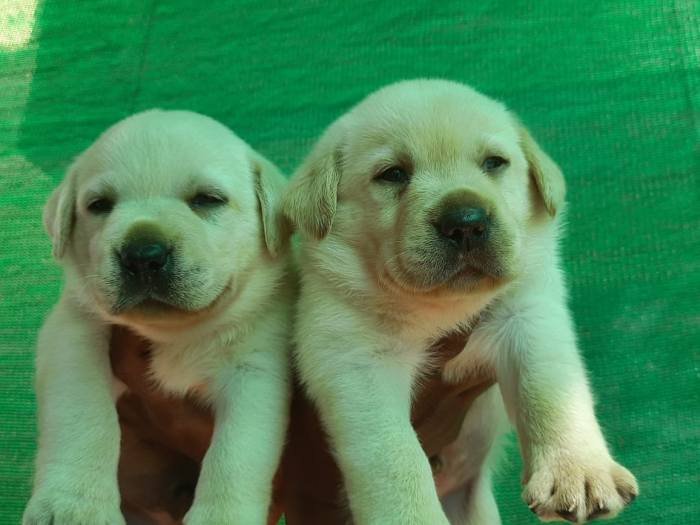 DogsIndia.com - Labrador Retriever - Harjaha's Kennel - Raghuveer
