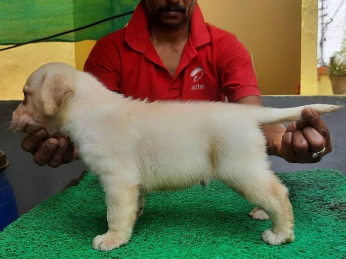 DogsIndia.com - Labrador Retriever - Harjaha's Kennel - Raghuveer