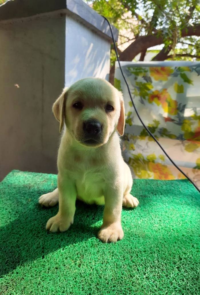 DogsIndia.com - Labrador Retriever - Harjaha's Kennel - Raghuveer