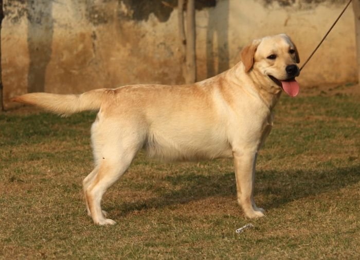 DogsIndia.com - Labrador Retriever - Sunflame Labradors - Rajan