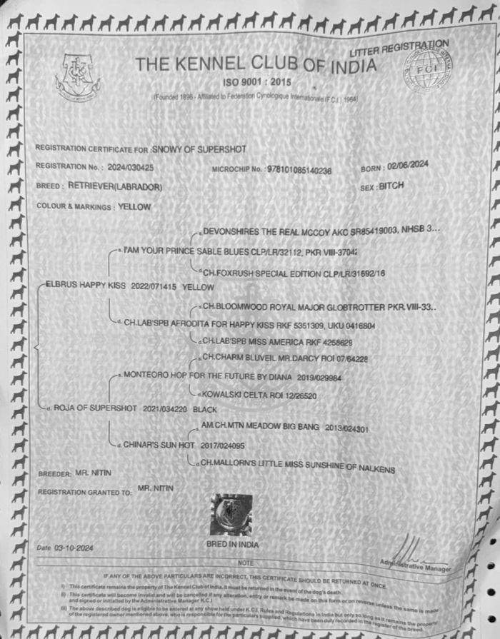 DogsIndia.com - Labrador Retriever - Sunflame Labradors - Rajan