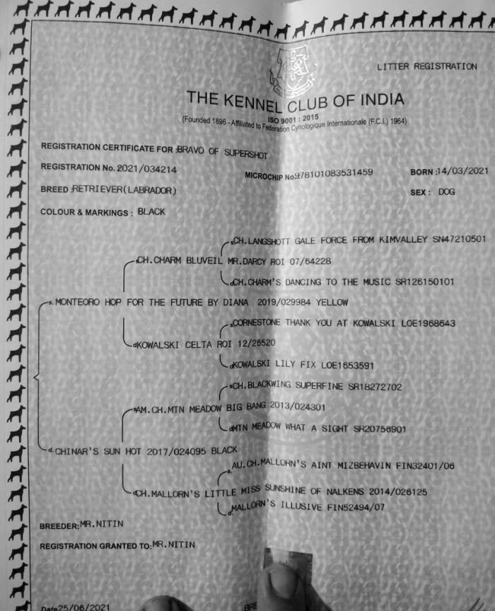 DogsIndia.com - Labrador Retriever - Sunflame Labradors - Rajan