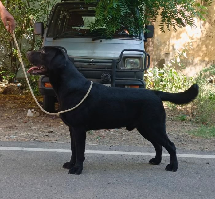 DogsIndia.com - Labrador Retriever - Sunflame Labradors - Rajan