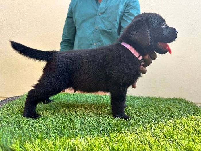 DogsIndia.com - Labrador Retriever - Sunflame Labradors - Rajan